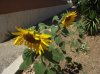 DSCF6299.jpg