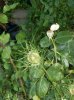 Frutto  Nigella damascena.jpg