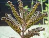 Kalanchoe Daigremontiana.jpg