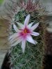 mammillaria-albicans.jpg