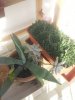Piante succulente 009.jpg