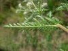 Achillea millefolium.jpg