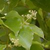 cinnamomum-camphora-camphor-tree-seeds.jpg