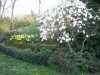 magnolia stellata.jpg