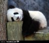 uphnos10uy-cuccioloPANDA-di-panda-che-dorme-con-la-testa-sul-tronco-buon-di_a.jpg