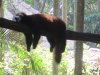 lazy-red-pandaFFF pigro panda rosso.jpg