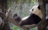 thumb2-pandaAMACA-hammock-vacation-zoo-bear.jpg