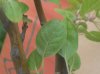 DSCN7156.jpg
