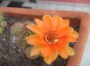 Cactus 05 de julio de 2012 (01).jpg