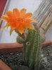 Cactus 05 de julio de 2012 (3).jpg