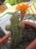 Cactus 05 de julio de 2012 (2).jpg