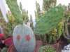 cactus-sorrid-spe.jpg