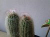 espostoa2 rid.jpg