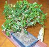 bonsai pepe.jpg