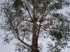 alberi in vaso 2.jpg alberi in vaso 2.jpg