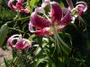 Lilium speciosum.jpg