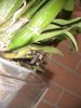 DSC04199.jpg