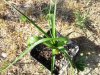Scilla rigidifolia2.jpg