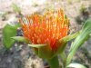 Scadoxus pseudocaulus prorumpens1.jpg