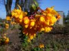 fiori gialli.jpg