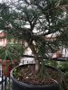 cedro-2.jpeg