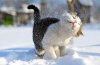 animals-and-first-snow-cat-2_SOLE_700.jpg