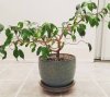 Ficus benjamin weeping fig.jpg