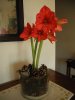 hippeastrum.jpg