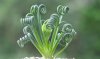 succulenta riccioli.jpg