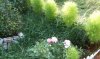 Cipressetti estivi e rose 2009 2.JPG
