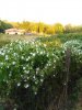 Mirabilis jalapa retro.jpg