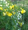 Mirabilis jalapa.jpg