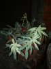 succulenta 1.jpg