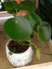 pilea.jpg