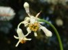 Tulbaghia acutiloba.jpg