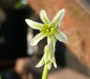 Tulbaghia galpinii1.jpg