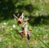 Tulbaghia leucantha1.jpg