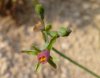 Tulbaghia sp.devon.jpg