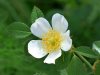 wild-rose-2303498_960_720-800x600.jpg