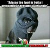 Vignette-Italiane-immagini-divertenti-umorismo-humour-humor-cani-croccantini.jpg