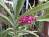 rhynchostylis gigantea red - Copia.JPG