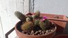 foto cactus.jpg
