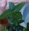 IMG_20181204_135223-1.jpg
