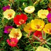 portulaca.jpg