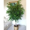 ficus-benjamin.jpg