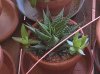 Haworthia Attenuata.jpg