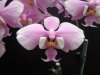 phal schilleriana - Copia.JPG