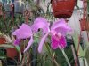 cattleya lueddemaniana.JPG