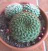 Rebutia.jpg