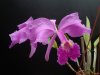 cattleya lueddemaniana.JPG